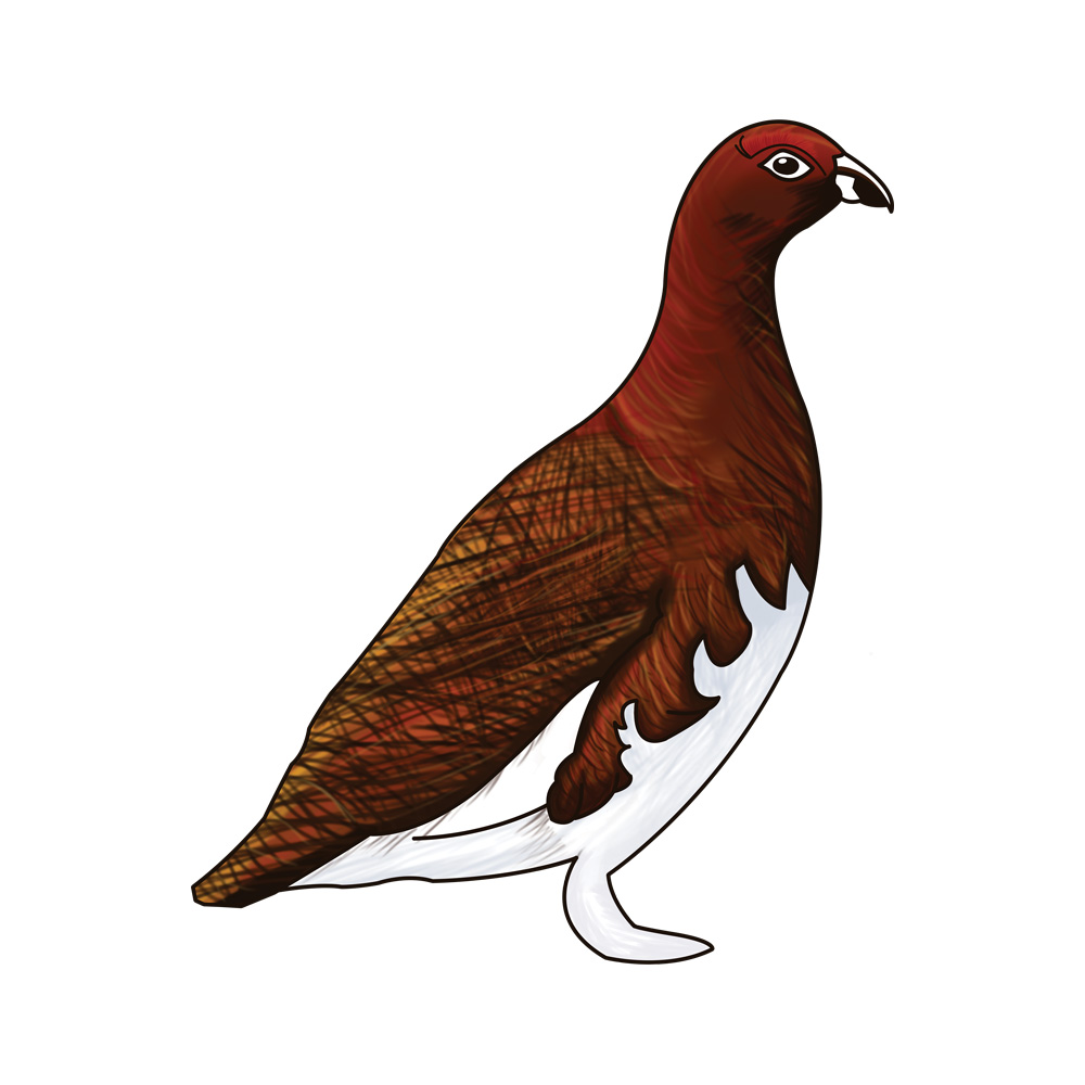 Comfy Sock bird Illustration Design